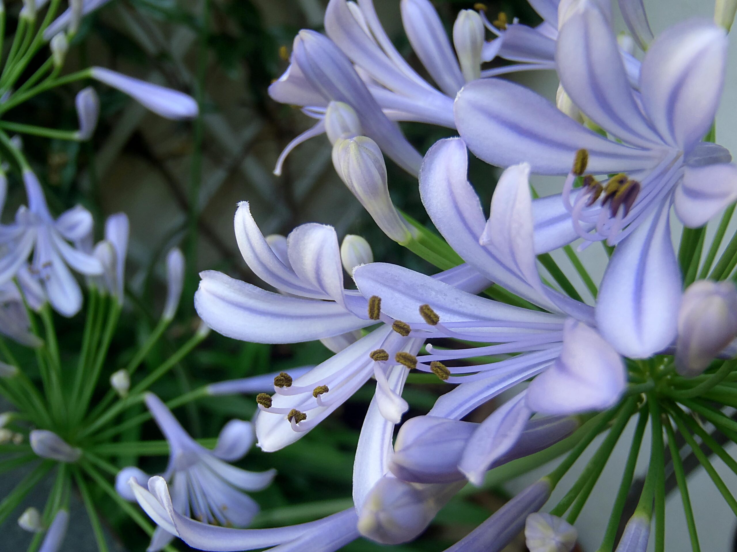 Fleur_Agapanthe_delanoue_paysage_1