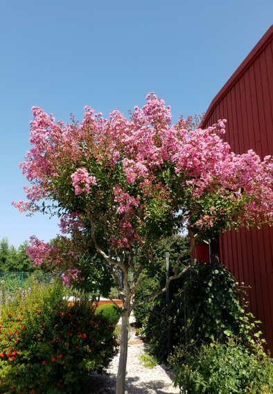 LILAS_DES_INDES_DELANOUE_PAYSAGE_1