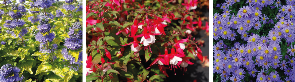 PAYSAGISTE_ANGERS_AUTOMNE_1