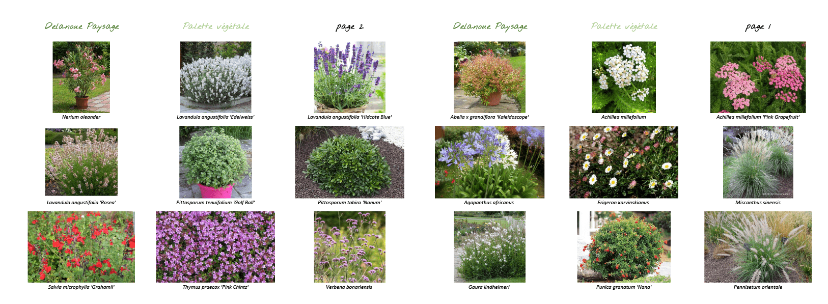 PLANCHE_PLANTATION_DELANOUE_PAYSAGE_1-min