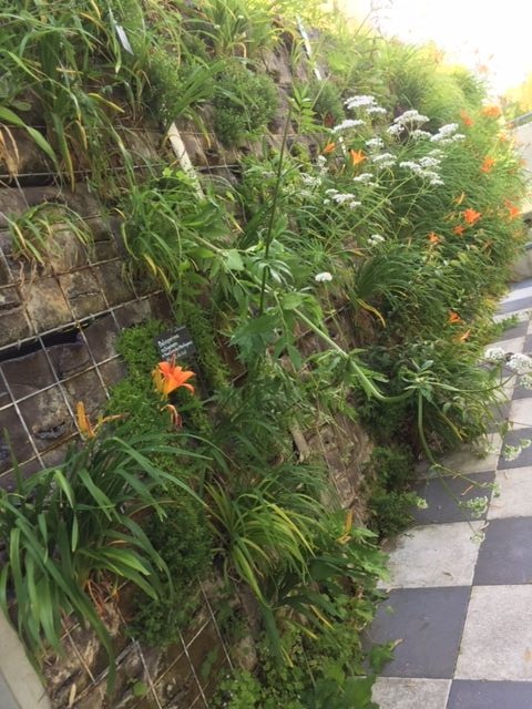 delanoue-paysage-mur-vegetal-angers