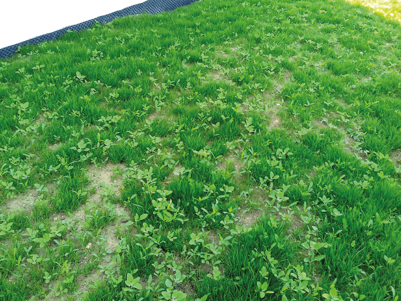 entretien_pelouse_gazon_delanoue_paysage_angers_5