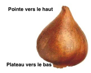 orientation-plantation-bulbe-fleurs