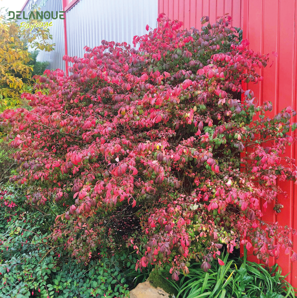 paysagiste_angers_delanoue_2