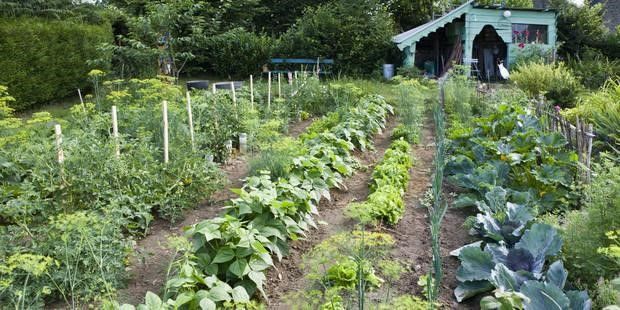 Conseils en permaculture d'un paysagiste à Angers