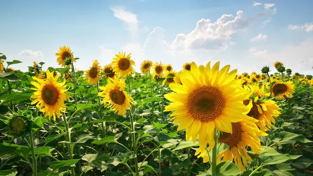 La plantation de bulbes : les 4 choses à savoir