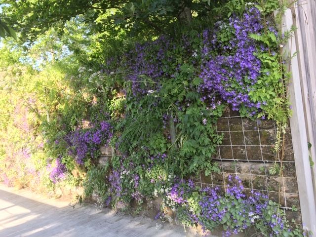 Les murs végétaux: solution de développement durable en zone urbaine